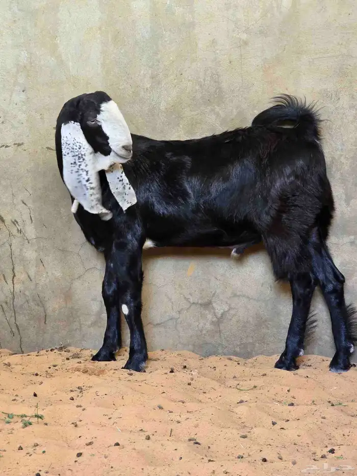 تيس 12
