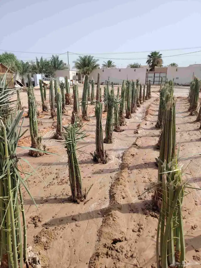 نخيل عربي واشنطني 4
