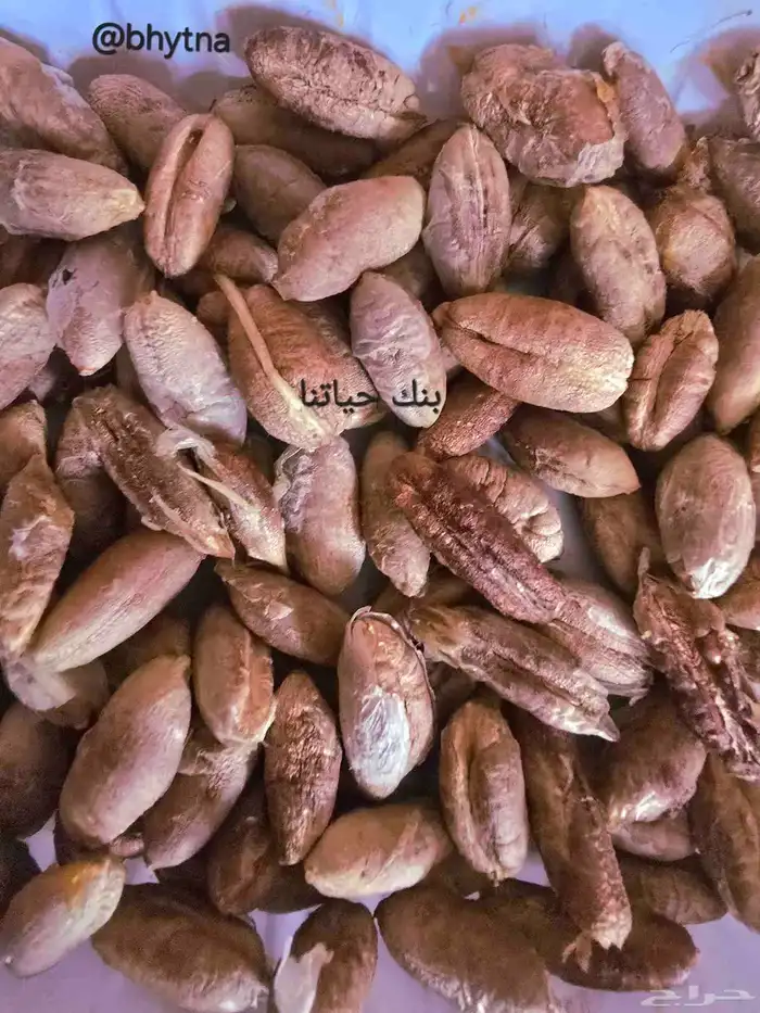 نواة تمور 0