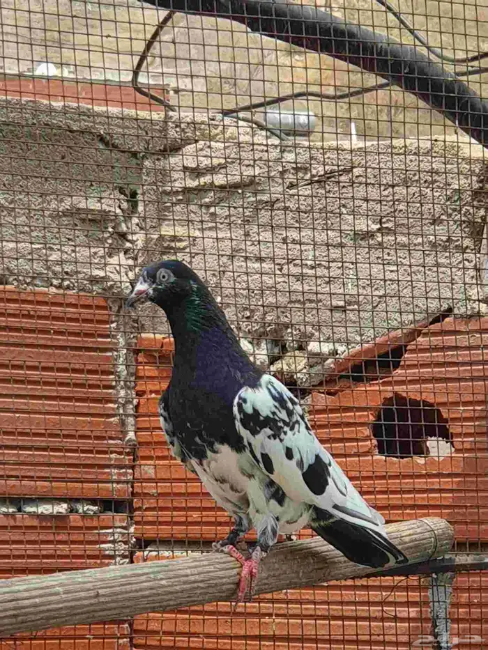 حماما باكستاني 1