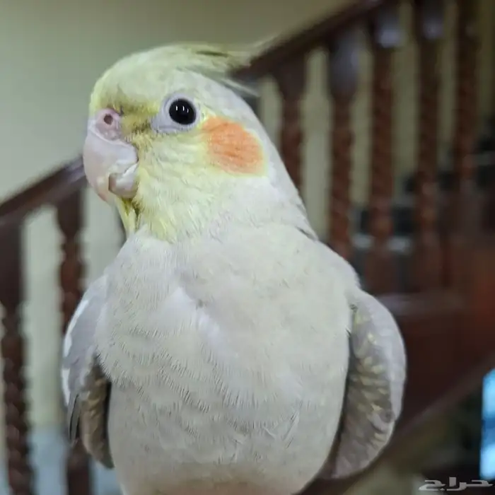 ببغاء ضايع مفقود 2