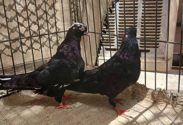 جوز قطيفي 2