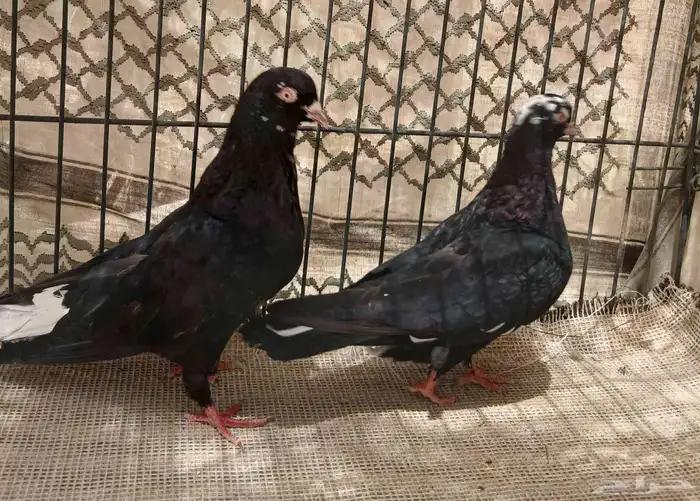 جوز قطيفي 1