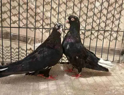 جوز قطيفي index