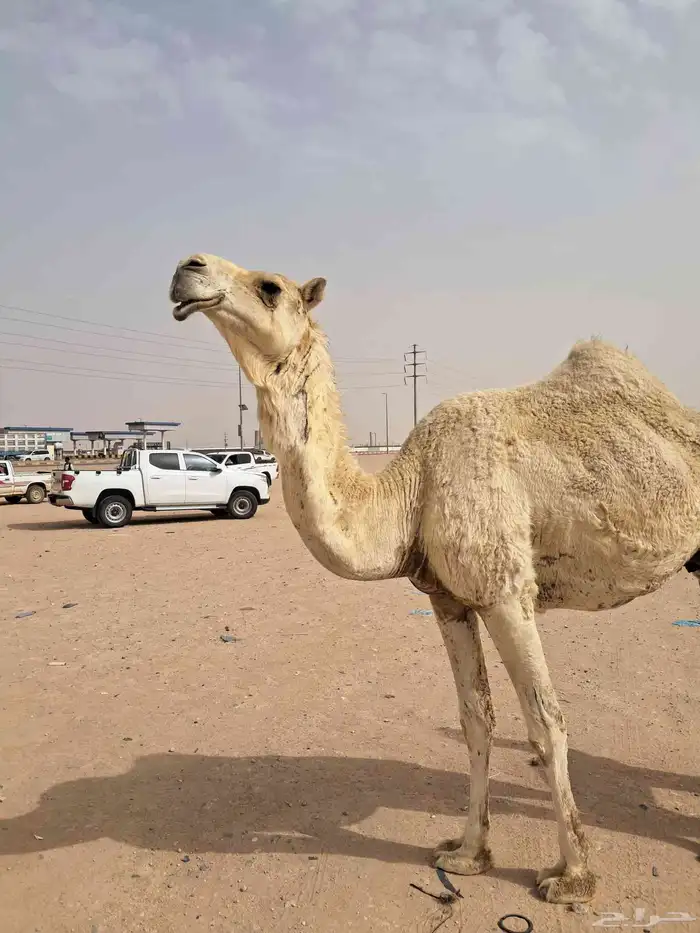 للبيع عشرا وضحاء 0