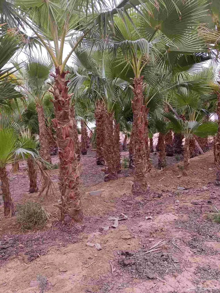 نخل واشنطن زينه للبيع بجميع مقاساته لتواصل 9