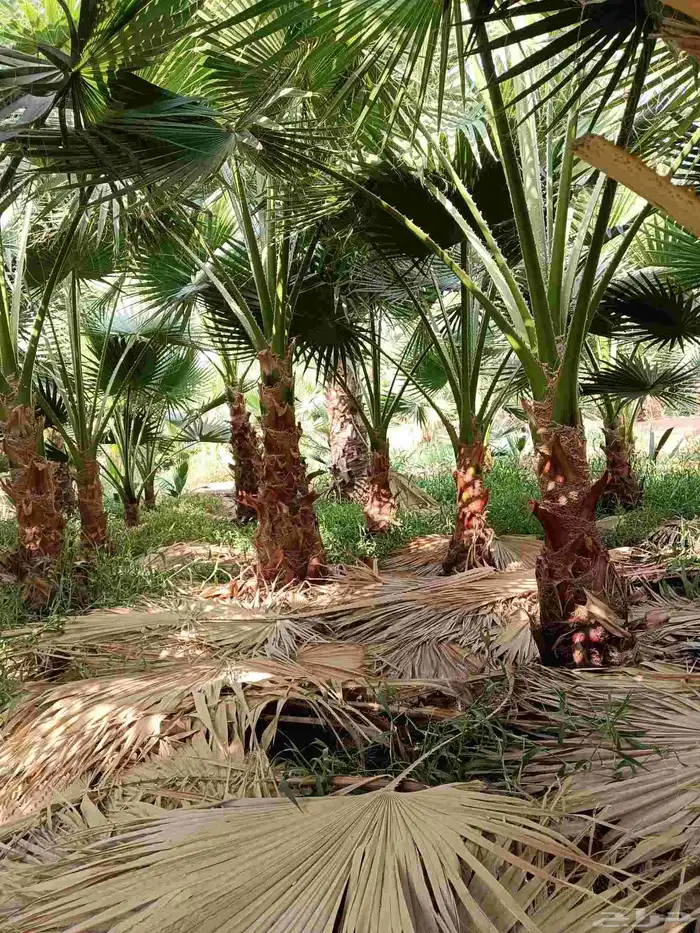 نخل واشنطن زينه للبيع بجميع مقاساته لتواصل 4