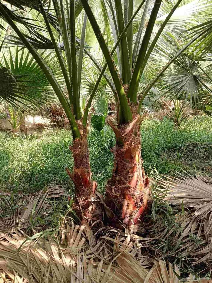 نخل واشنطن زينه للبيع بجميع مقاساته لتواصل 6