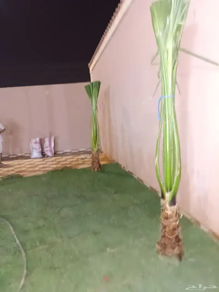 نخل واشنطن زينه للبيع بجميع مقاساته لتواصل 3