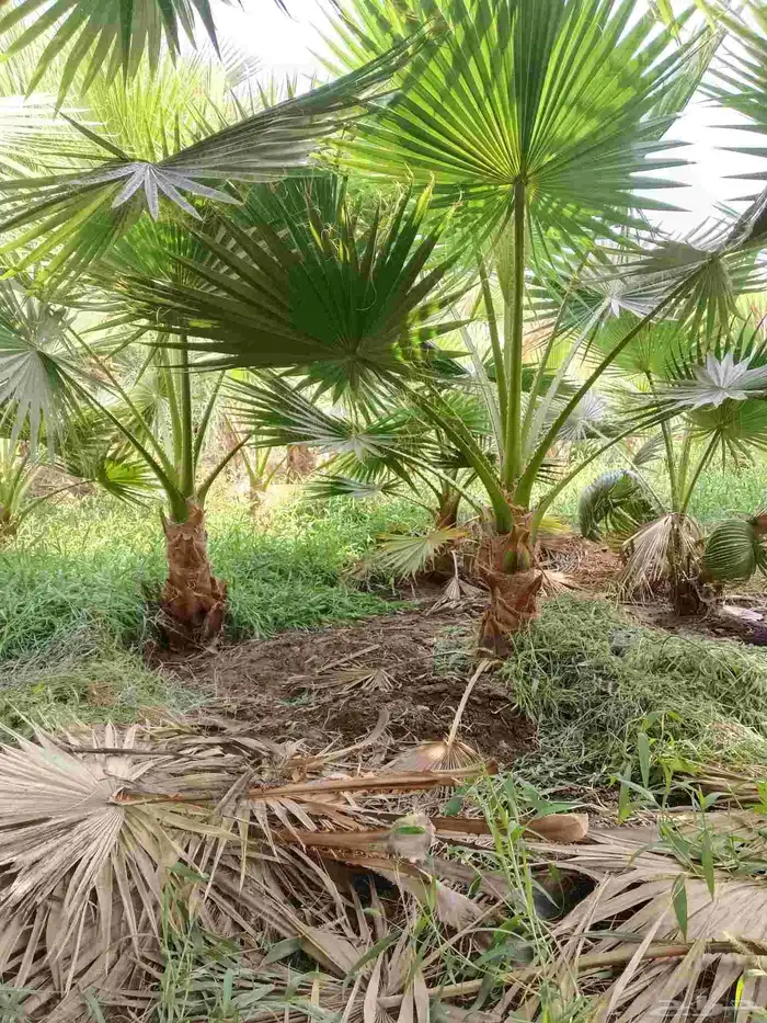 نخل واشنطن زينه للبيع بجميع مقاساته لتواصل 8