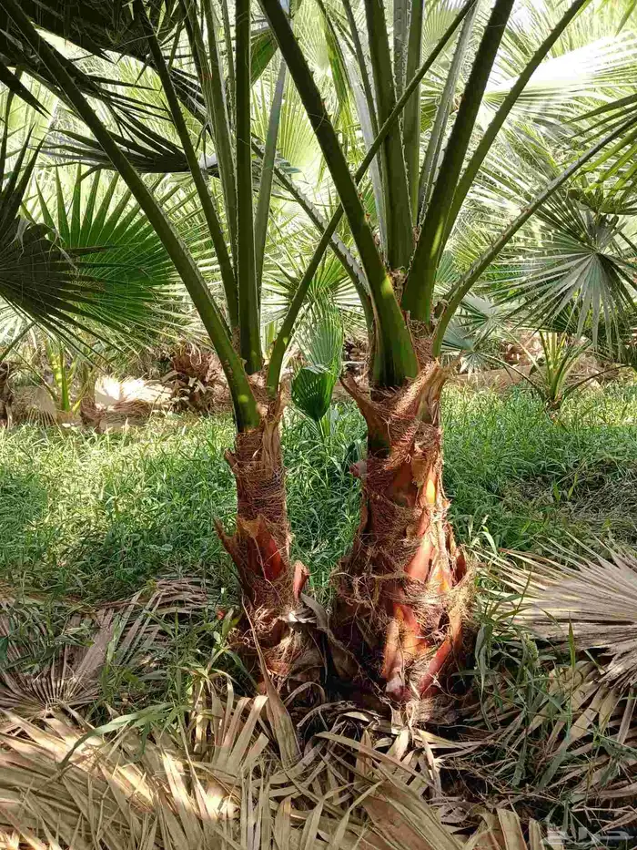 نخل واشنطن زينه للبيع بجميع مقاساته لتواصل 11