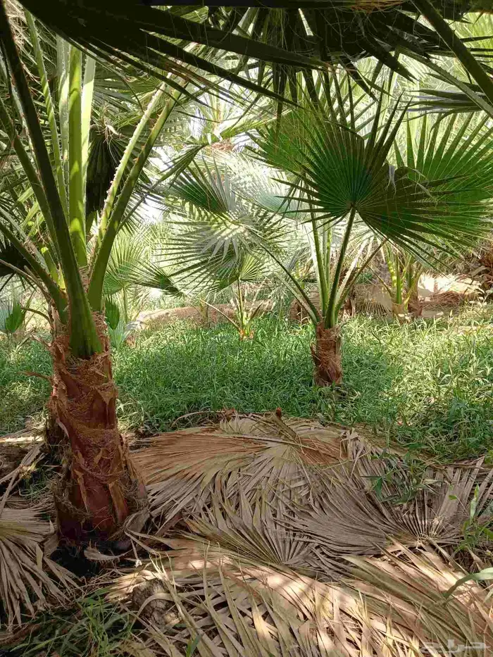 نخل واشنطن زينه للبيع بجميع مقاساته لتواصل 7