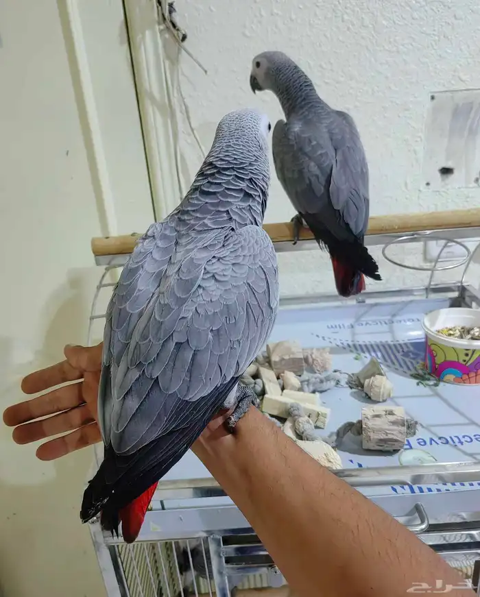 كاسكو عمر سبع شهور 4