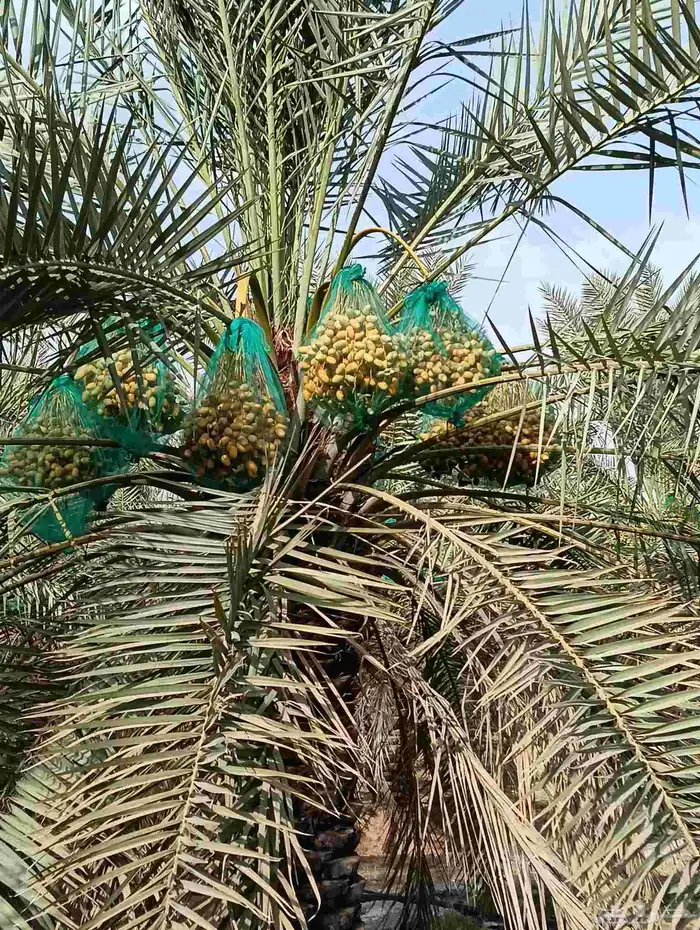 يوجد لدينا مزرعه خلاص للبيع للكيلو سامه 4 للي صامل يتواصل مع 8