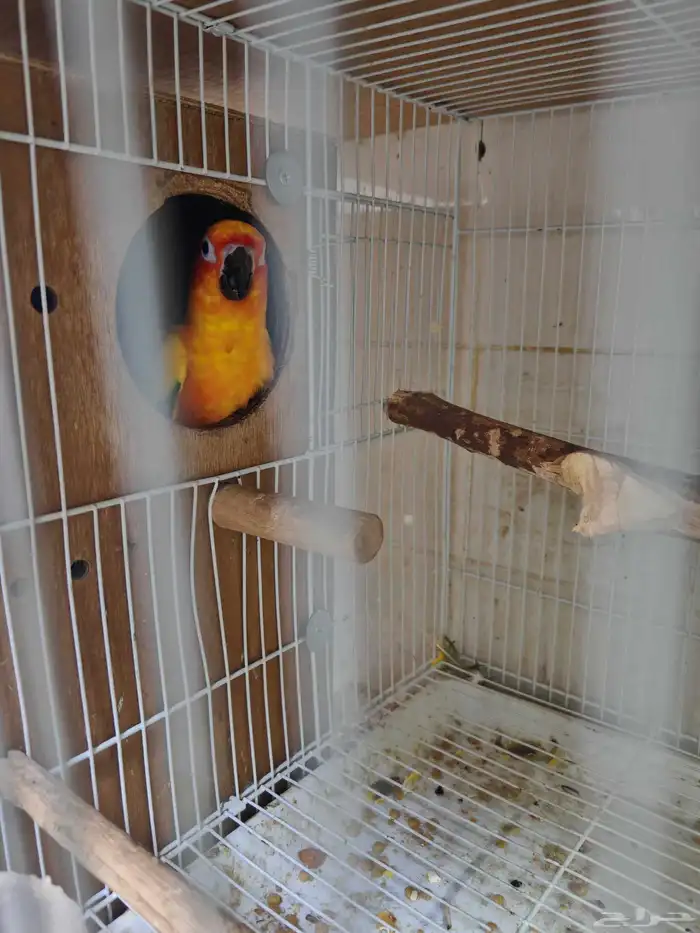 جوز صن كنيور الشمسي 3