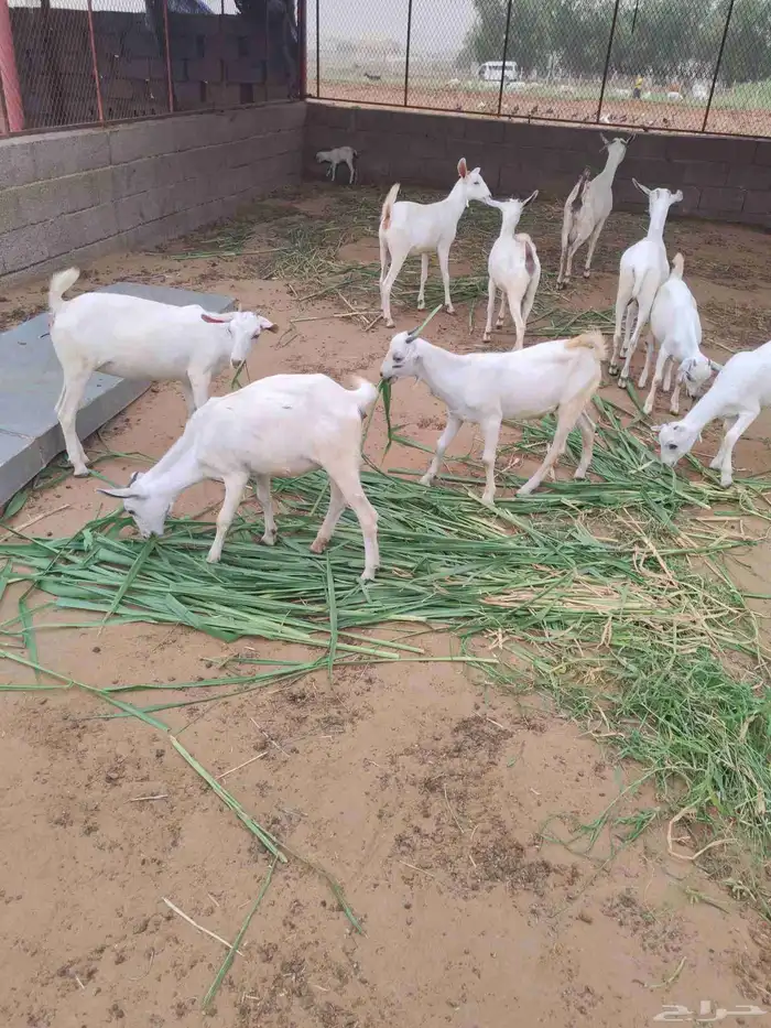 6 جفير و2 تيوس 1
