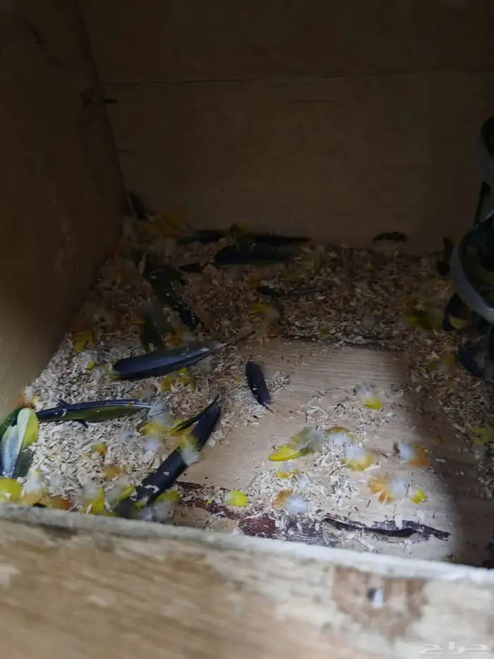 جوز صن كنيور الشمسي 5