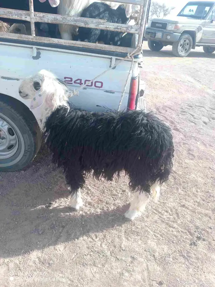 خروف نجدي طيب عمره 4شهور 1