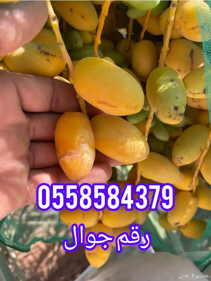 تمر خلاص فاخر للبيع ماشاءالله تبارك الله تمر كبير 0