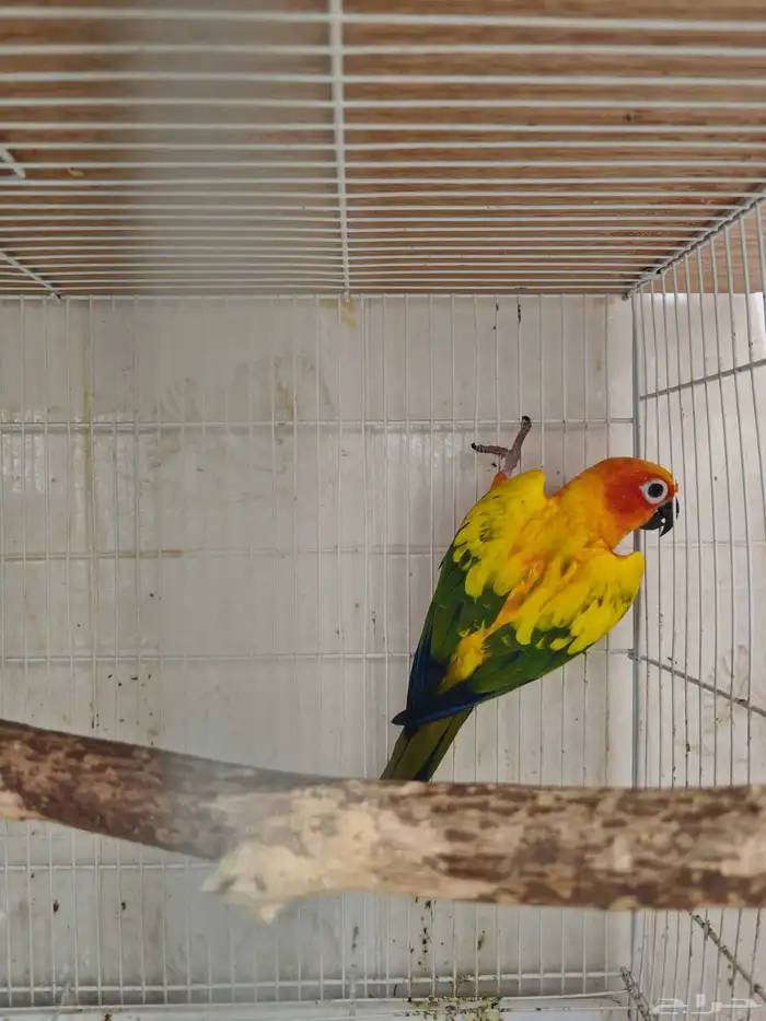 جوز صن كنيور الشمسي 1