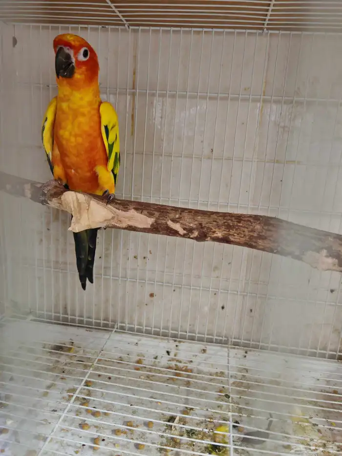 جوز صن كنيور الشمسي 0