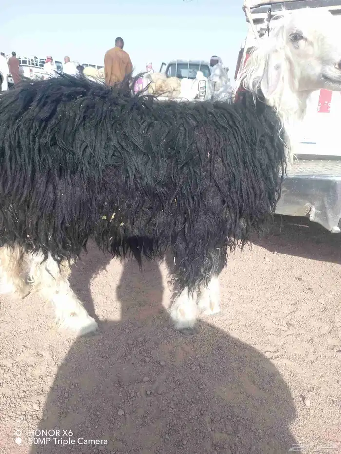 خروف نجدي طيب عمره 4شهور 0