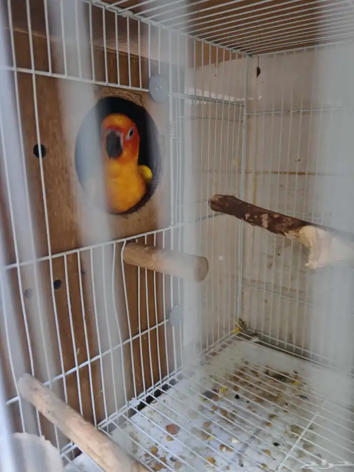 جوز صن كنيور الشمسي 2