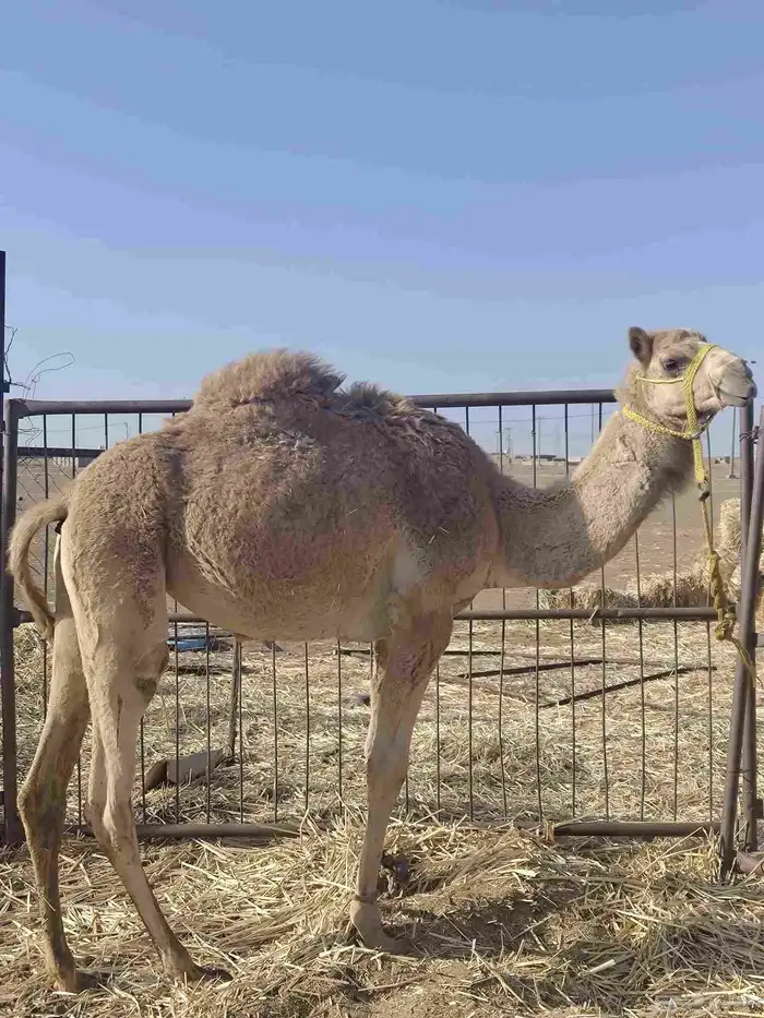 بكره مفروده 0