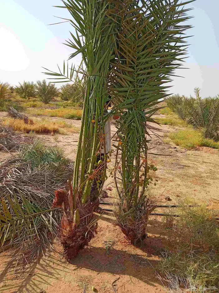 نخيل 6