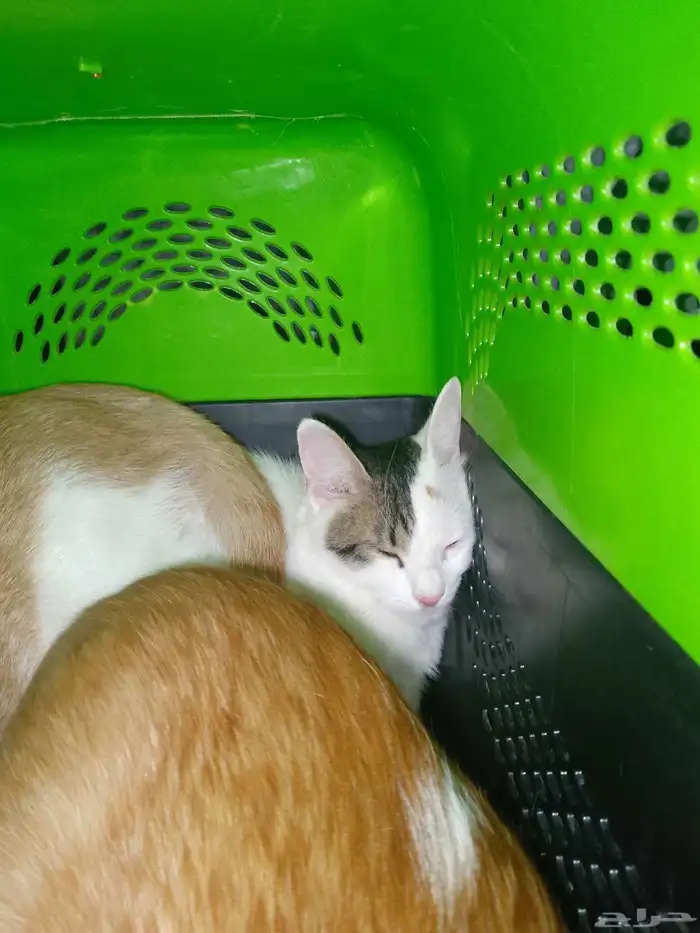 قطط للتبني 1