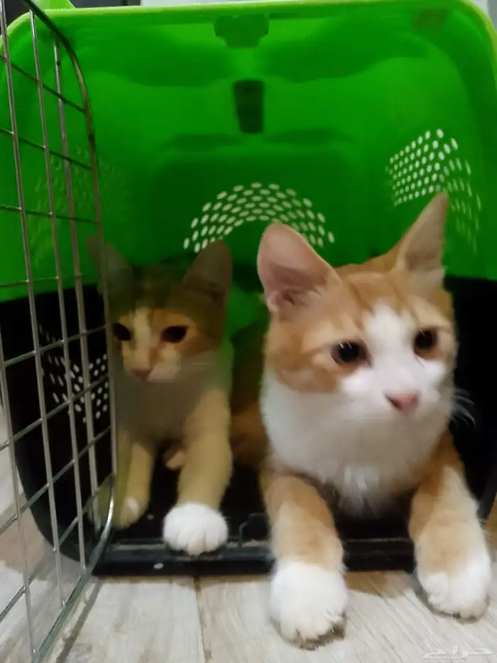 قطط للتبني 0