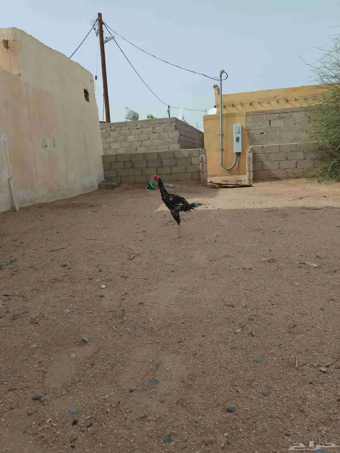 ثنين ديكه بكستاني سندي ودجاجه بكستاني سندي 0