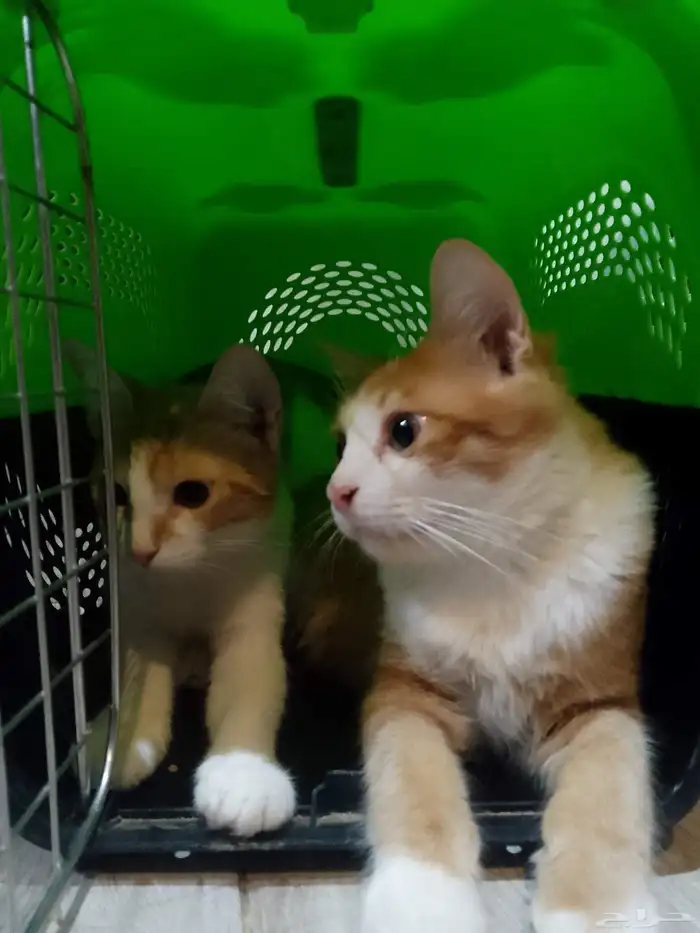 قطط للتبني 2