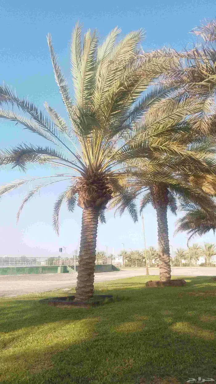 جميع انواع النخل العربي من المتر الى سته متر ج 0