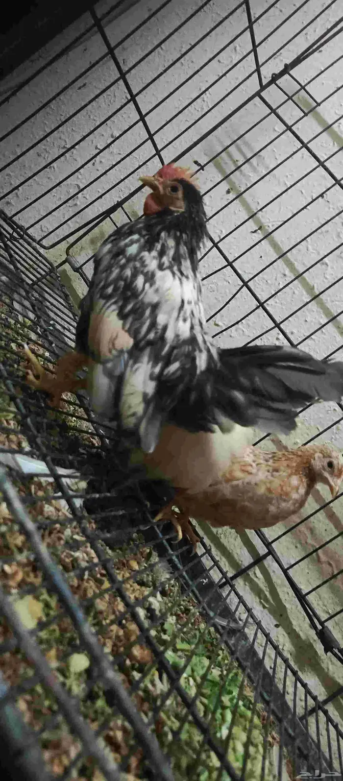 دجاج ياباني 0