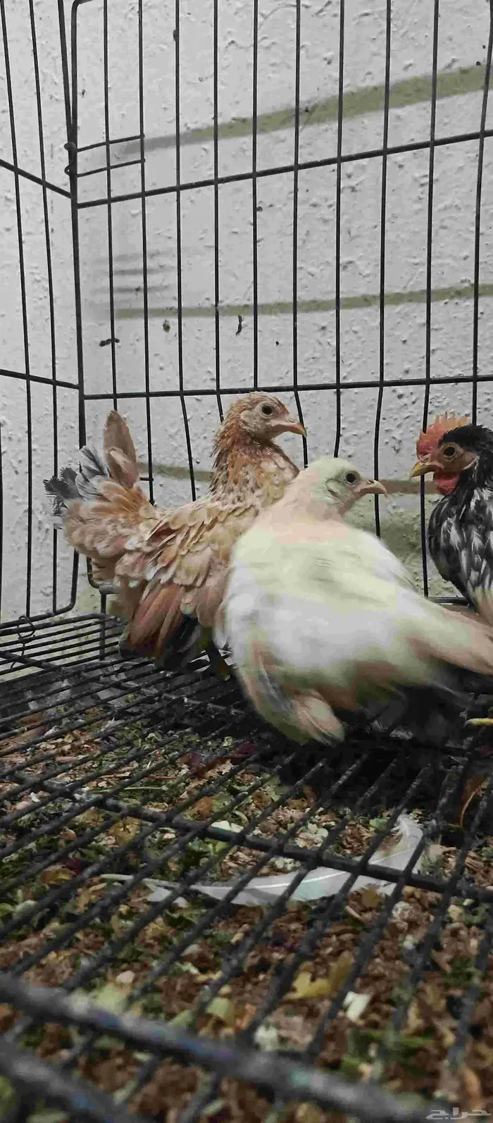 دجاج ياباني 2