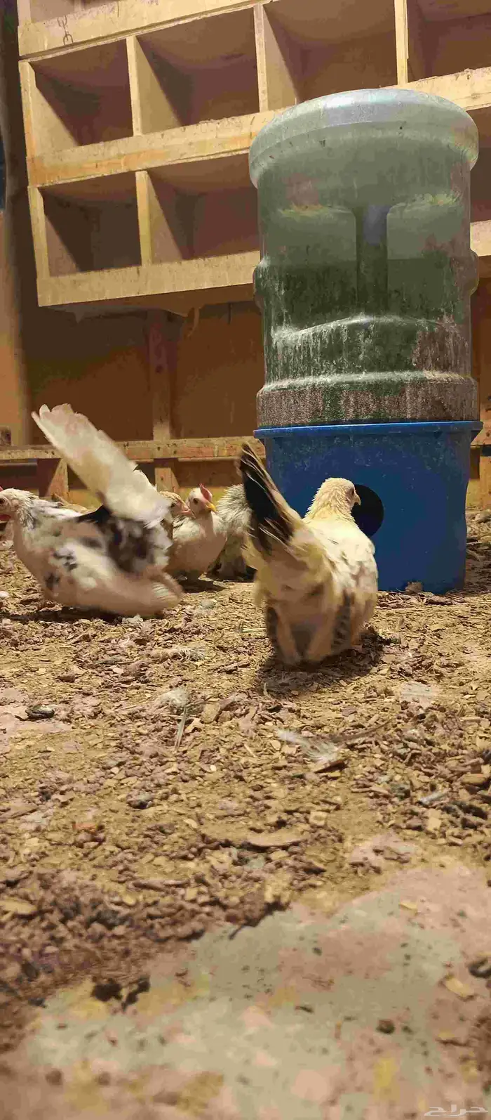 دجاج ياباني 3