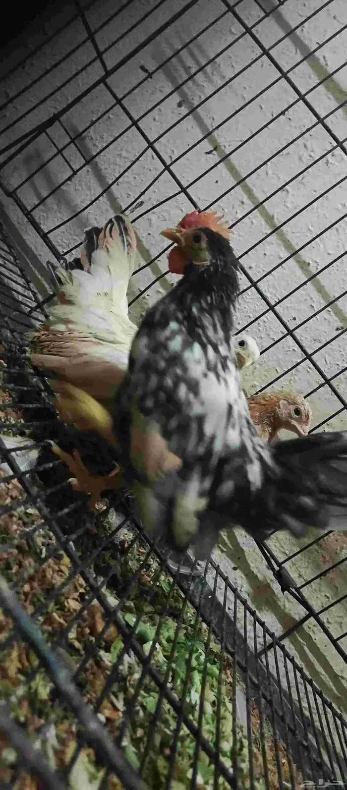 دجاج ياباني 1