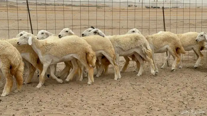 غنم حريات رخال طيبه 3