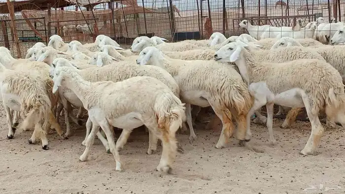 رخال مقاني حرش صنف شعره حرشه 33 رأس دفيع ومضاريع منوة القناي 9