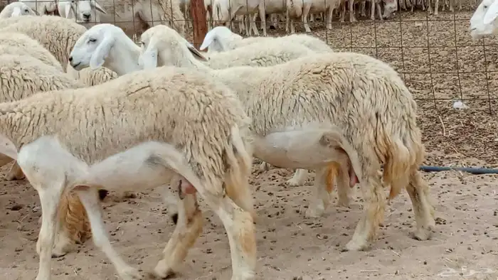 رخال مقاني حرش صنف شعره حرشه 33 رأس دفيع ومضاريع منوة القناي 6
