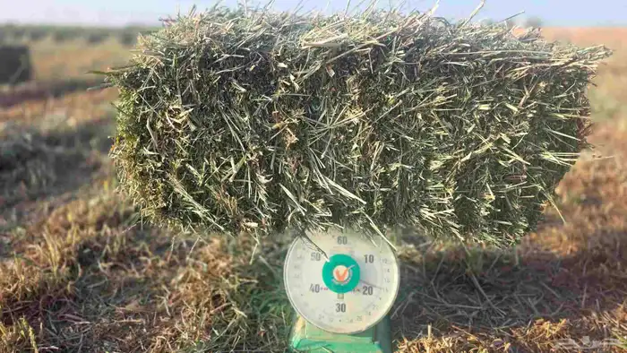 علف بلوبانك صافي 3