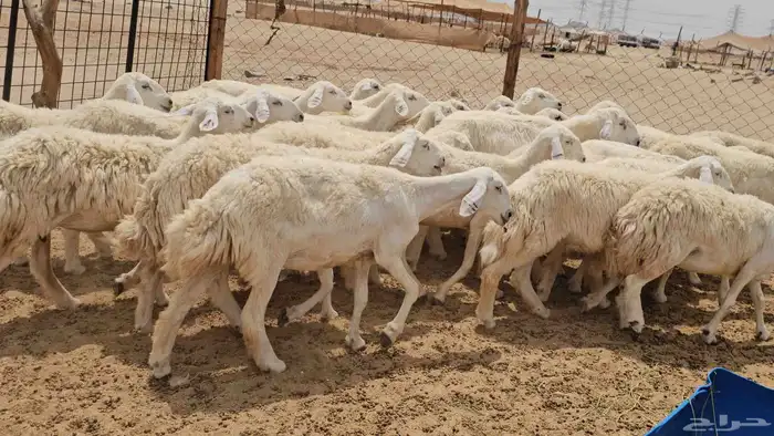 رخال حريات حرش دفيع صنفها طيب 2