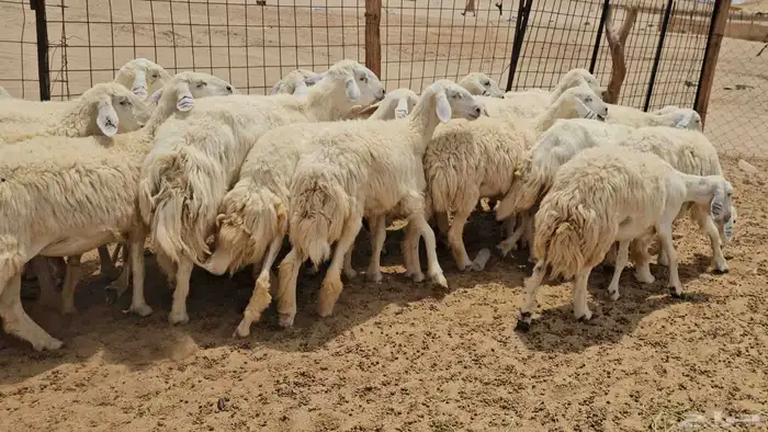 رخال حريات حرش دفيع صنفها طيب 8
