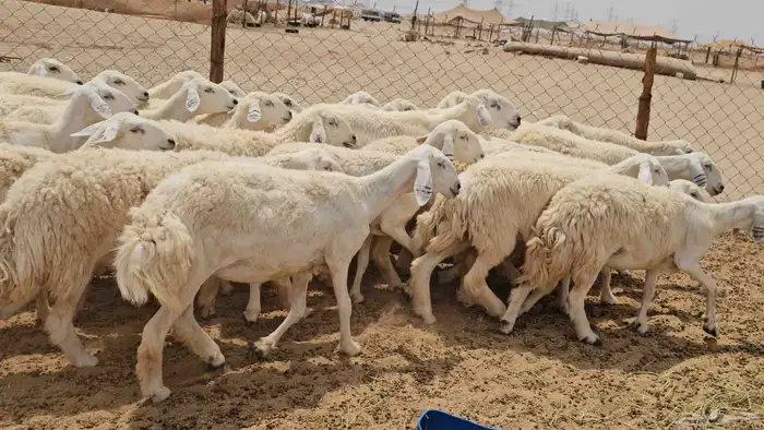 رخال حريات حرش دفيع صنفها طيب 3