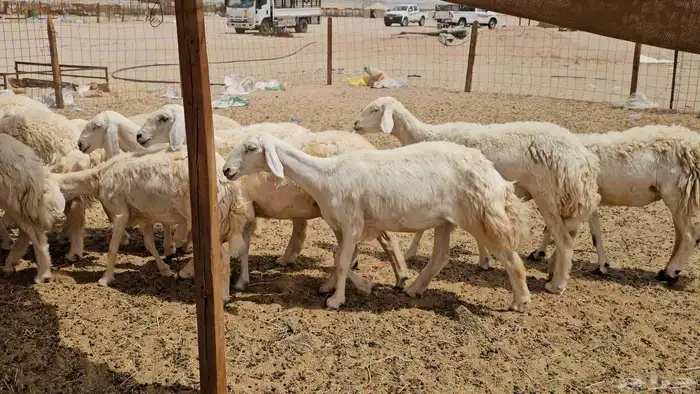 رخال حريات حرش دفيع صنفها طيب 11
