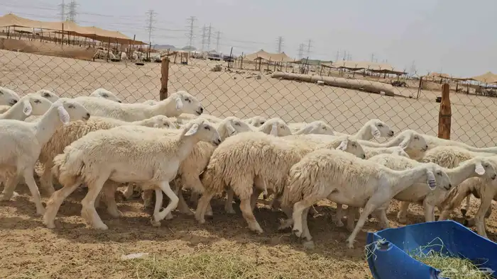 رخال حريات حرش دفيع صنفها طيب 10