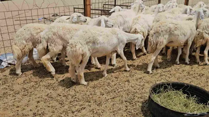 رخال حريات حرش دفيع صنفها طيب 18