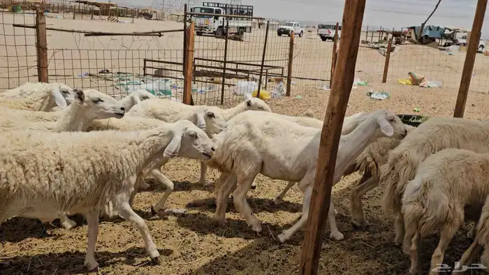رخال حريات حرش دفيع صنفها طيب 14