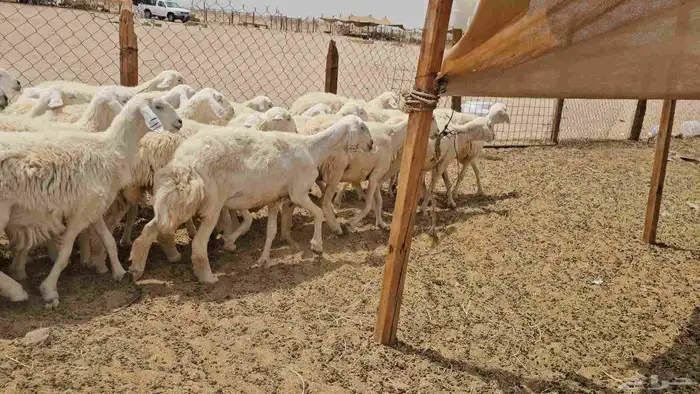 رخال حريات حرش دفيع صنفها طيب 16